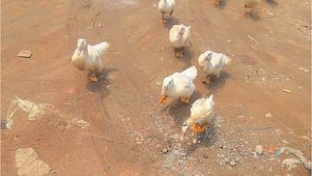 饵料除了鱼不吃  啥都吃#原生态乡村生活 #钓鱼佬永不空军