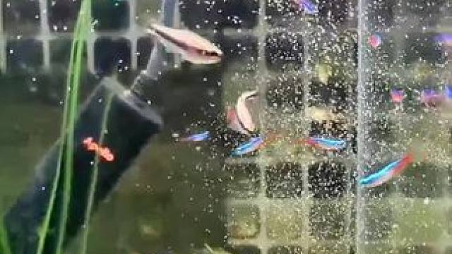 它乐鱼缸自动喂食，喜欢养鱼的宝贝们可以进我的橱窗看看，总有一款适合你！#鱼缸过滤 #玻璃中的大自然 