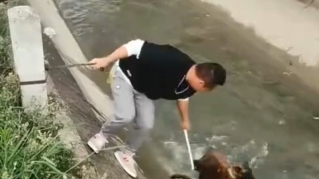 明明小狗在跟他拔河