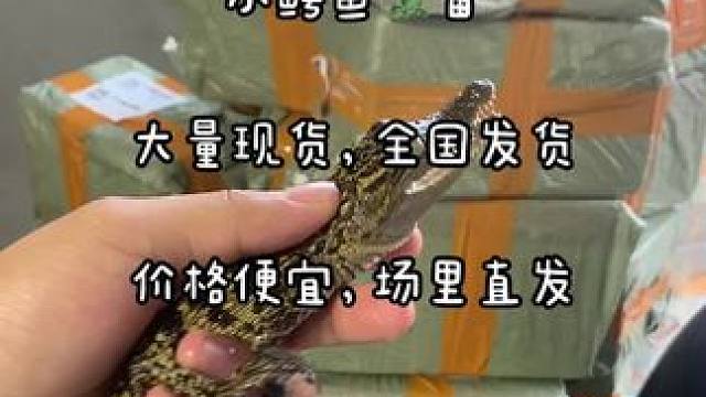 谁还不想养一条可爱的宠物呢#宠物 #高端茶宠 #鳄鱼养殖场