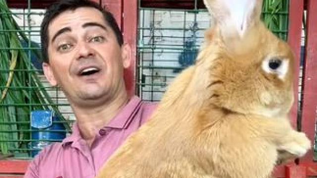 兔之大一锅炖不下 #国外视频分享 #奇妙的动物 #萌宠