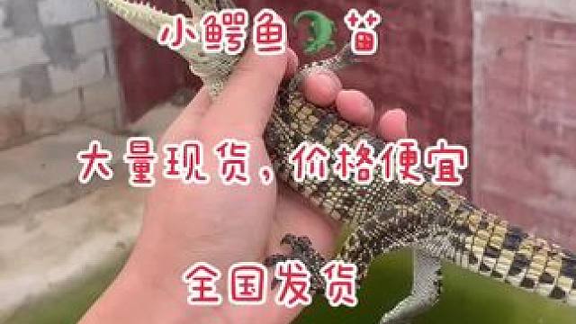 每家每户必备小宠物#鳄鱼养殖场