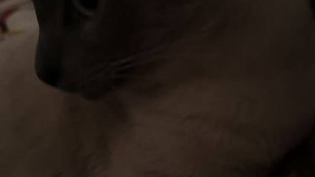 停了辆卡车#暹罗猫