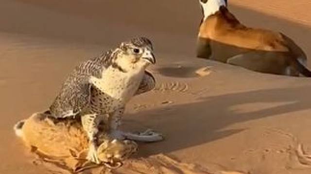 空地配合捉野兔阿拉伯土豪的最爱#国外视频分享 #奇妙的动物 #穿越沙