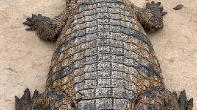 猜猜这家伙有多重