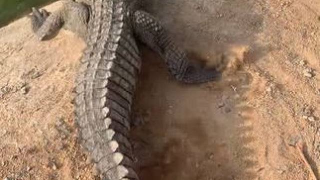 没事就赶赶鳄鱼#鳄鱼养殖场