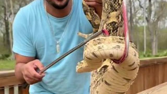 国外小哥说这是鼓腹咝蝰的近亲#国外视频分享 #野生动物零距离 #专业