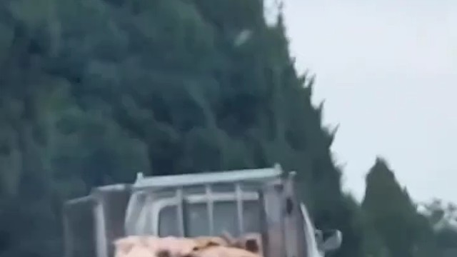 司机这一下亏大了 把二师兄弄丢了 [笑哭]