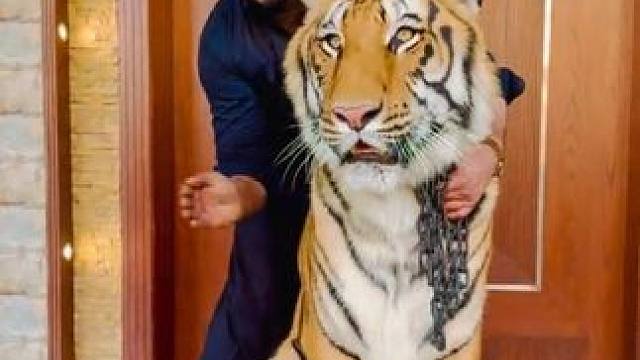 #国外视频分享 #奇妙的动物 #撸老虎