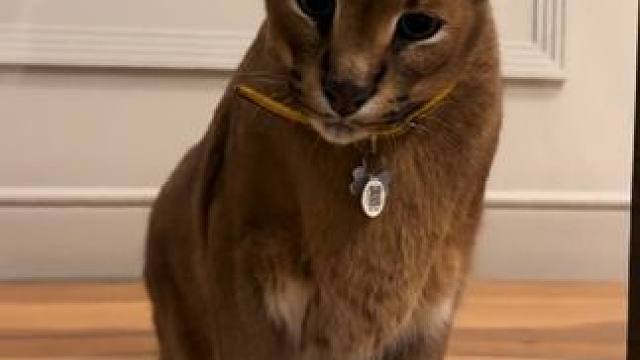 凶猛的宠物狞猫 #国外视频分享 #奇妙的动物 #萌宠