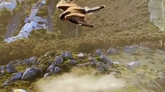 厉害，这劲使得翅膀都不扇一下！