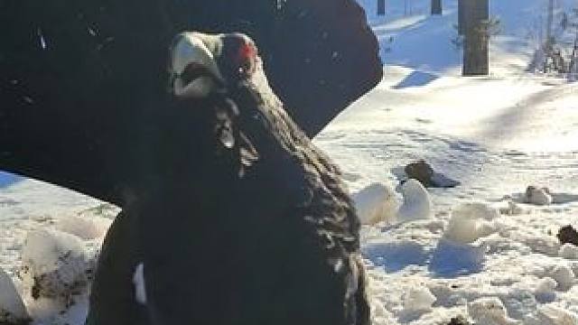 拦路松鸡#国外视频分享 #奇妙的动物 #野生动物零距离