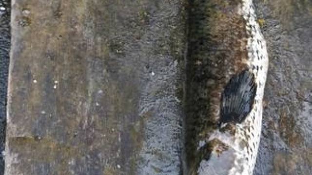 #国外视频分享 #野生动物零距离 #食人鱼