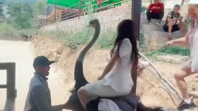 你看看鸵鸟回来后笑得那个样子[捂脸]