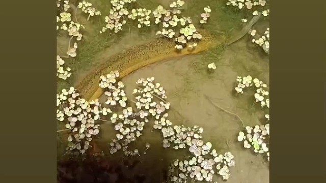 户外抓鳝鱼每晚8点开始