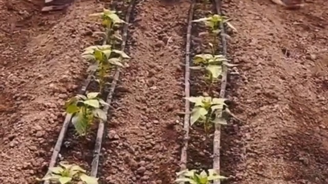 干活也得有节奏！