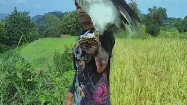 体型巨大的白腹海雕#国外视频分享 #奇妙的动物 #萌宠