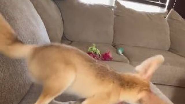 国外小伙居然养了一只狐狸精#国外视频分享 #奇妙的动物 #萌宠