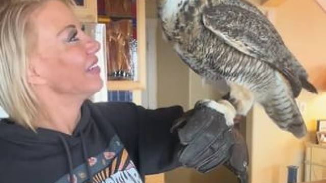 宠物雕鸮 #国外视频分享 #奇妙的动物 #萌宠