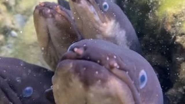 抓几条电鳗放新能源车上是不是就可以无限续航了#国外视频分享 #奇妙的