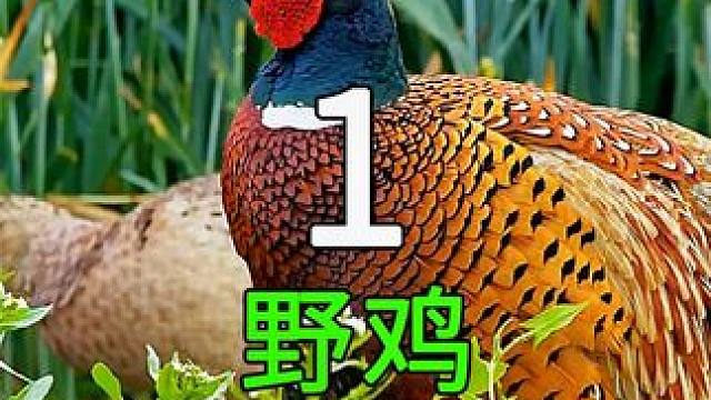 <第1/3集>野鸡的养殖奥秘，不可思议的“放生”#纪录片充电计划 