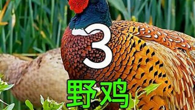 <第3/3集>野鸡的养殖奥秘，不可思议的“放生”#纪录片充电计划 