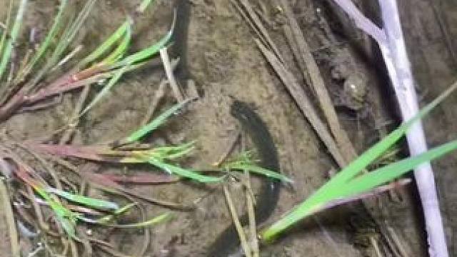 今晚要爆护了兄弟们#野生黄鳝 #户外抓鳝 #真实户外 #野货