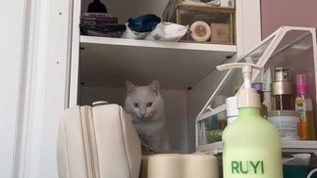 成天往洞里钻，还装看不见#猫咪的迷惑行为 #傻猫的日常 #谁能拒绝傻憨憨的小猫咪