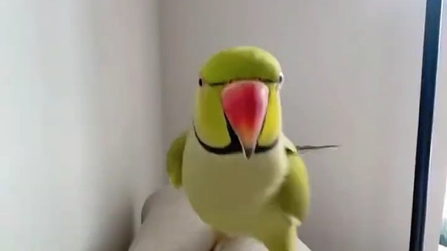 鹦鹉：终于把她教会了！
网友：赶紧给孩子买个背带裤啊！