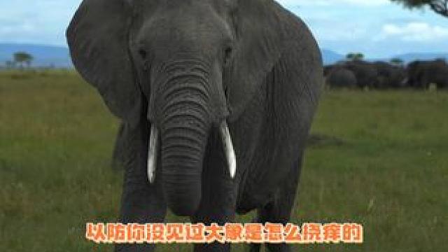 大象的鼻子是真灵活啊