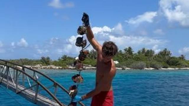 #国外视频分享 #奇妙的动物 #采珍珠