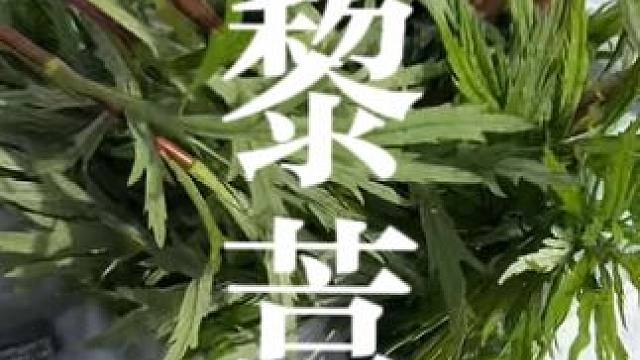 鄱阳湖的草，南昌人的宝！野生藜蒿哪里可以摘？保姆级攻略请查收！扎西，错过再等一年哦#南昌方言 #春天