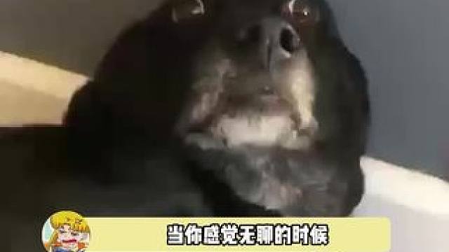 他是怎么做到14只狗相处的这么和睦的，每个都是好宝