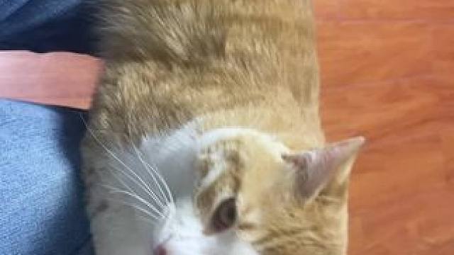 我看看谁还没有猫#记录猫咪日常 #萌宠出道计划 #动物的迷惑行为 #撸猫第一视角