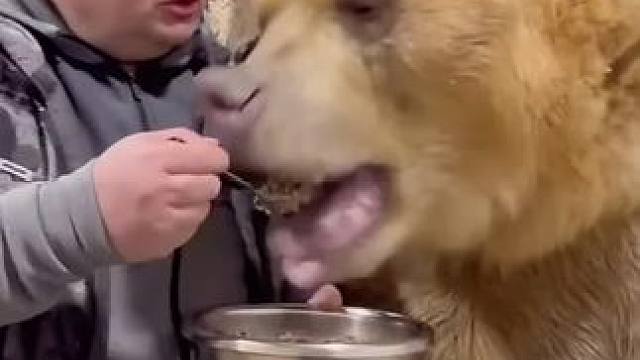 这咪咪好听话
#一看就是干饭狗 #真是一场酣畅淋漓的进食 #野生动物零距离 #上热门