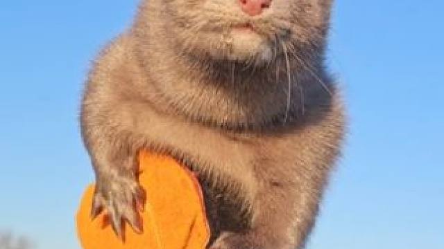 宠物水貂#国外视频分享 #奇妙的动物 #萌宠