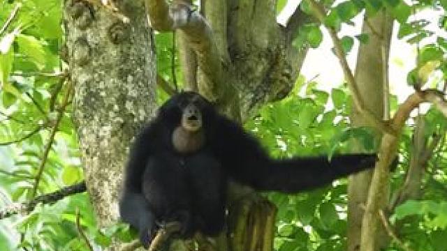 暹罗长臂猿#国外视频分享 #奇妙的动物 #野生动物零距离