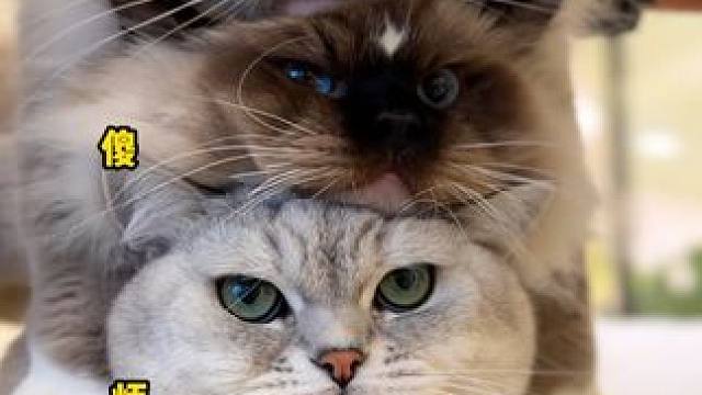 小猫叠叠乐：不爽版