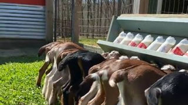 #国外视频分享 #奇妙的动物 #小羊喝奶