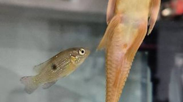 原本以为清道夫天下无敌，看来缸里这条鱼才是王者，有朋友知道这小只鱼是什么品种吗，？！它在里面鱼虾通吃