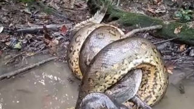 国外小伙钓鱼偶遇上单鳄鱼被捉#国外视频分享 #野生动物零距离 #奇妙