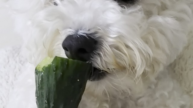 什么叫真正的吃瓜群众