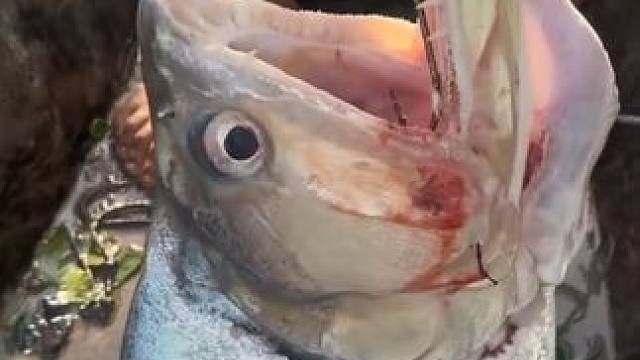 长有大獠牙的巨水狼脂鲤#国外视频分享 #好大一条鱼 #钓鱼人就是这么