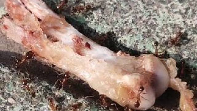 #难得一见 #惊不惊喜意不意外