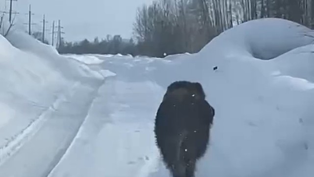 真杀个回马枪[捂脸]