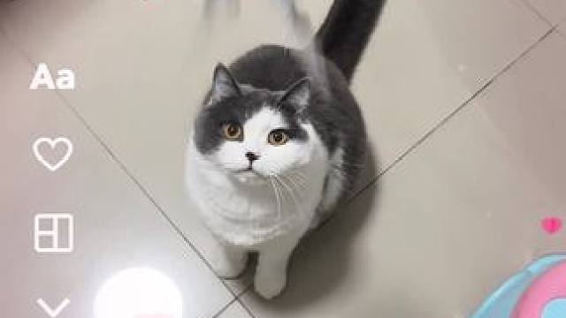 #谁能拒绝傻憨憨的小猫咪 #逗猫神器 #有镜头感的小猫 #快看啊这是我的猫 #小咪会赶走你一天的疲惫