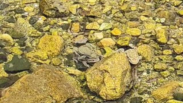 你猜这里的癞蛤蟆想不想吃天鹅肉！#清澈见底的水 #真实户外 #山间小溪 #癞蛤蟆 #徒步