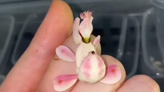 第一次见这种螳螂