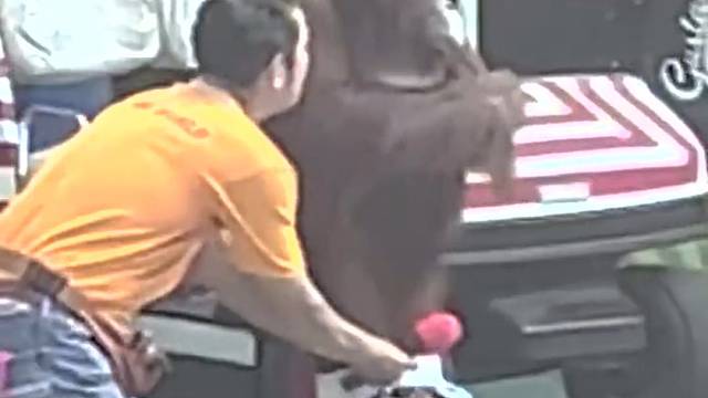 大猩猩为了挣口饭吃，这是拼了