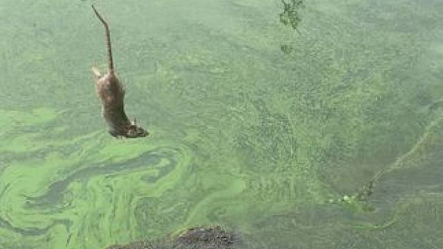 天天偷我家米。现在好了趁热喂了